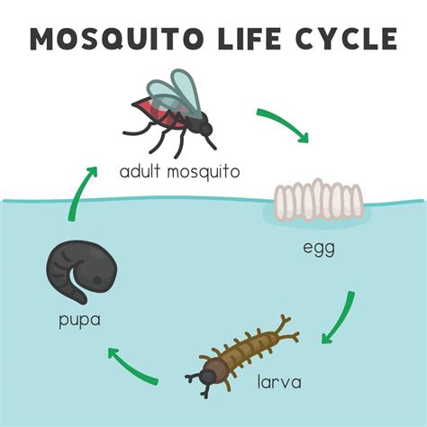 mosquito life cycle diagram chart in science subject kawaii doodle ...