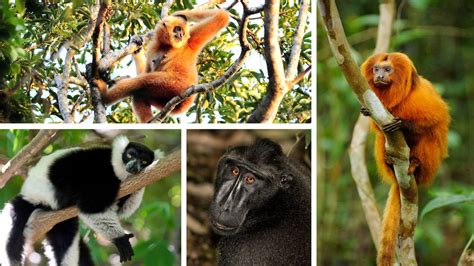 Most Primate Species Threatened With Extinction, Scientists Find - The ...