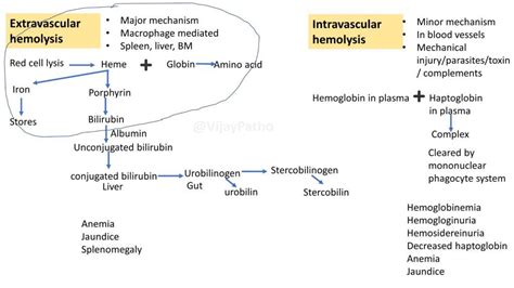 HEMOLYTIC ANEMIA - Extravascular vs Intravascular hemolysis ...