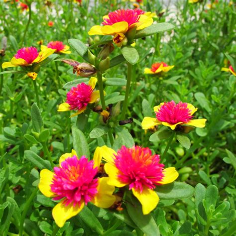 Common Purslane | Fairy garden plants, Miniature fairy gardens ...