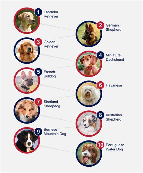 Popular Breeds Of Dogs - PetlifeCA