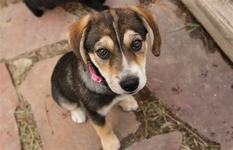 Beagle Husky Mix [2024 Care Guide] Beaski Puppy Dog For Sale