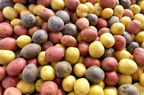 The Best 11 Potato Varieties to Grow at Home | Gardener’s Path