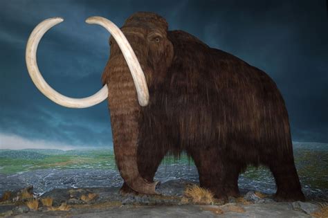 How woolly mammoth extinction took place on remote Arctic island