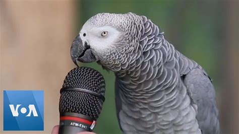 Talking Parrot - YouTube | Talking parrots, African grey parrot talking ...