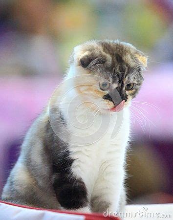 Scottish Fold Calico Kitten at Animal Exhibition