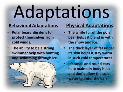 Polar bear adaptations