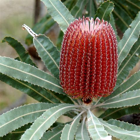 A Quick & Easy Guide to Australian Native Plants | Floraly