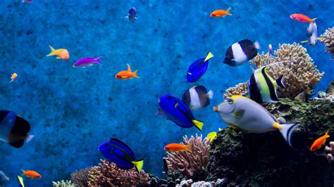 Free download Hd Wallpapers 1080p Aquarium Best HD Wallpapers ...