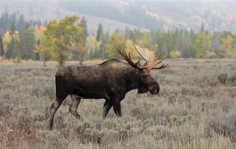 Alaskan Moose - Alaska Wildlife Rescue