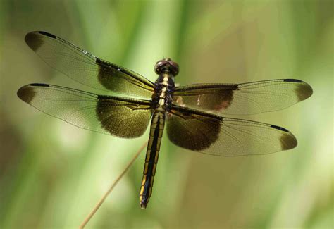 Dragonfly - Dragonflies Photo (22412607) - Fanpop