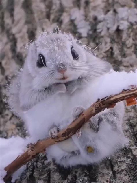 Momonga : Japanese dwarf flying squirrel : r/Eyebleach