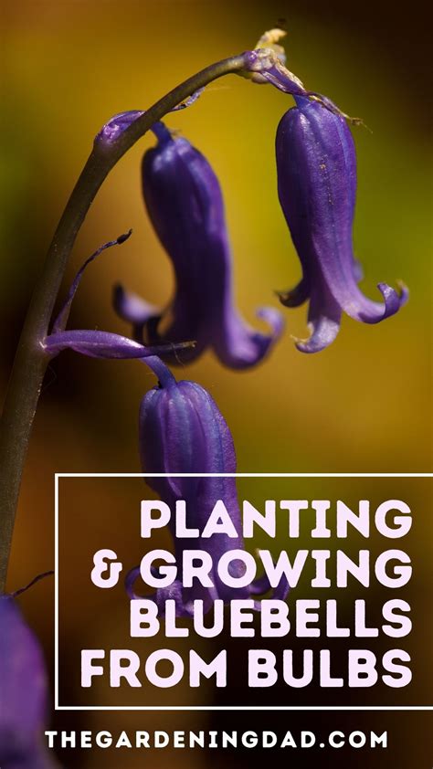 Learn easy tips on Planting & Growing Bluebells from Bulbs. These ...