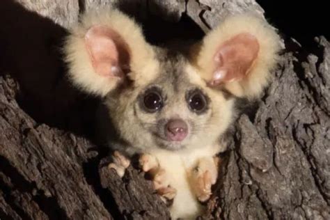 Two New Flying Marsupial Species Discovered in Australia and Its ...