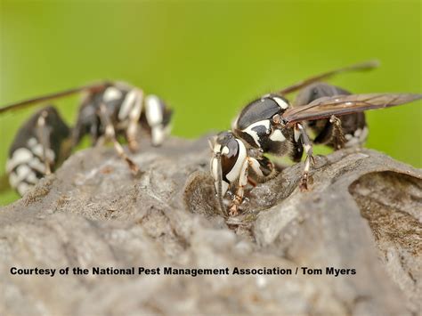 Black And White Wasp Identification