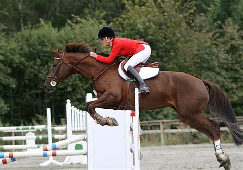 Horse Jumping Pictures, Images and Stock Photos - iStock