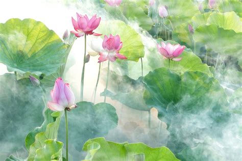 Lotus Flower Painting - 3456x2304 Wallpaper - teahub.io