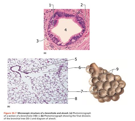 microscopic structure of a bronchiole and alveoli Diagram | Quizlet