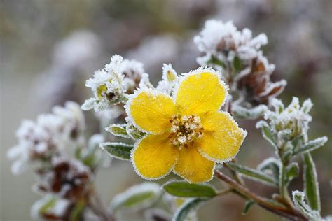 Tundra Plant Life Information