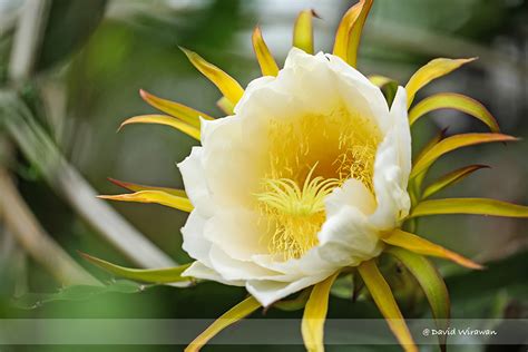 Dragon Fruit Flower Blooming