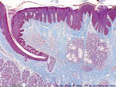 taste buds under microscope - Google Search | tastebuds | Pinterest ...