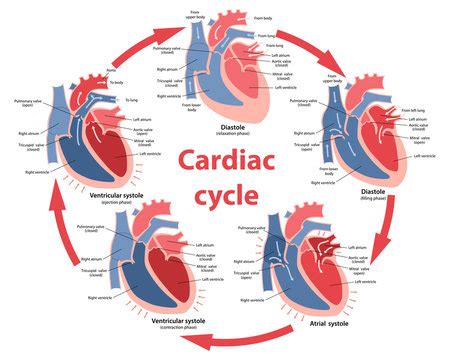 Cardiac Cycle Diagram Explained