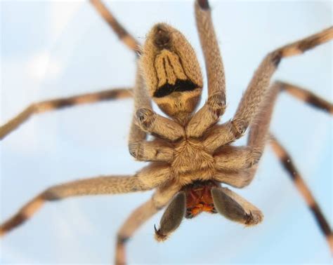 Meet The Huntsman Spider, The Arachnid Of Your Worst Nightmares