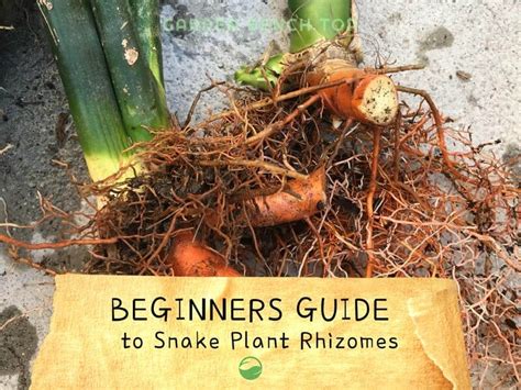 Snake Plant Rhizomes (Beginners Guide With Pictures)