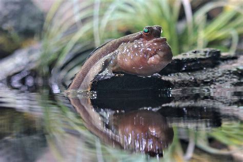 Atlantic mudskippers: Meet them at Zoo Leipzig!