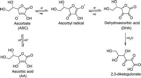 Fig. 1 Ionization of ascorbic acid (AA) followed by the oxidation ...