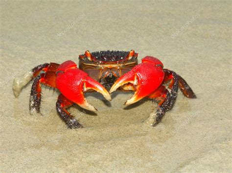 Mangrove Crab - Queensland, Australia — Stock Photo © Wirepec #4803350