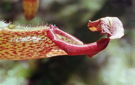 Tropical Pitcher Plant | Nursery grown. Georgia Kodak Ultram… | Flickr