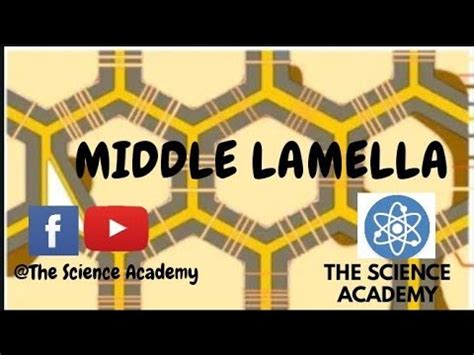 Middle lamella | composition, Function and characteristics| Urdu/Hindi ...