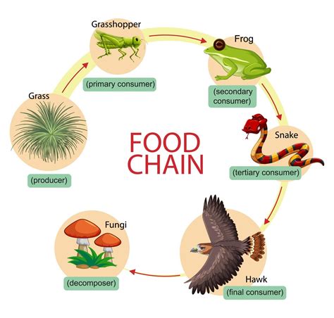 Food Chain Diagram Examples