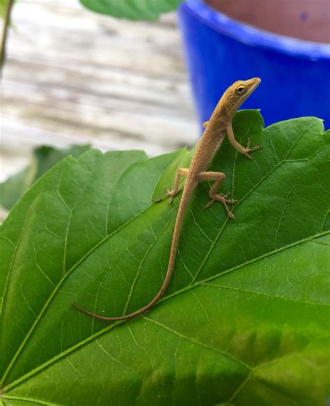 Baby Anole lizard Lizards, Reptiles, Cody, Natural World, Nature ...