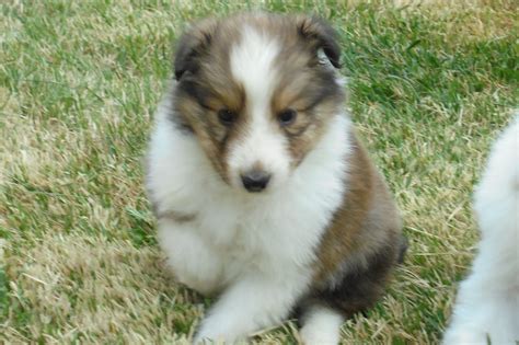 Heartland Shelties - Puppies For Sale