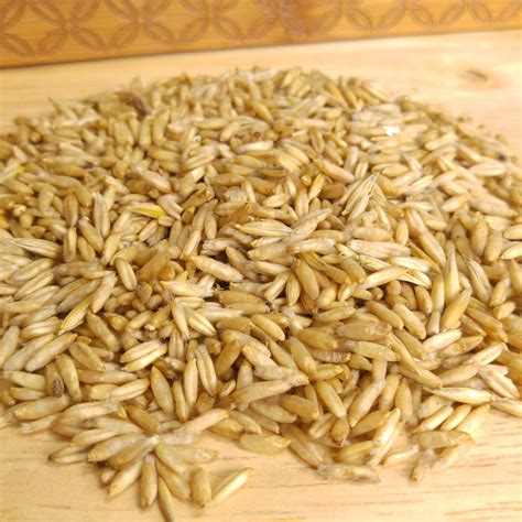 Organic Whole Raw Oat Grain Seeds for Sprouting and Juicing Sweet Oat ...