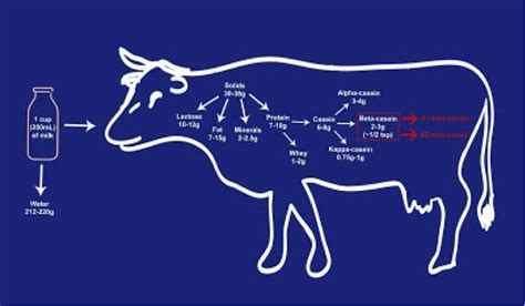 A1 vs A2 milk - A blog by Monash FODMAP | The experts in diet for IBS ...