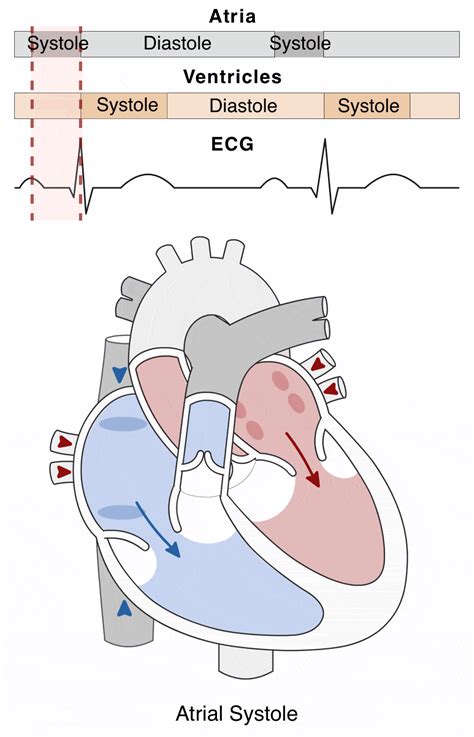 Cardiac Cycle Animation