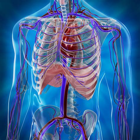 Human Cardiovascular System – 3D medical illustrations