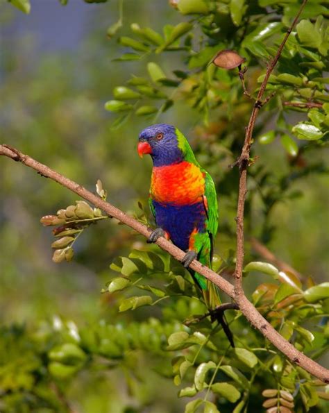 Colorful Parrot | Parrot image, Parrot, Purple bird