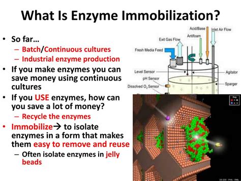 PPT - Immobilizing Enzymes PowerPoint Presentation, free download - ID ...