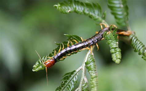 Download Millipede Insect Animal Centipede HD Wallpaper