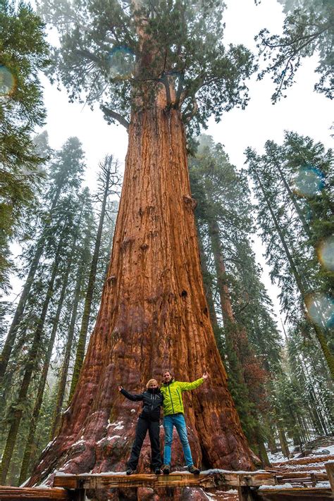 Sequoia National Park - the biggest trees in the world - E&T Abroad