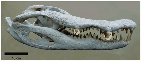 Skull and jaws of a wild adult American alligator (Alligator ...