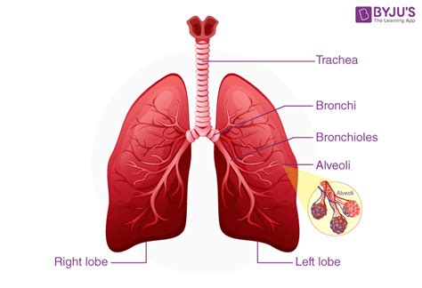 Where Are The Lungs Situated In The Human Body?