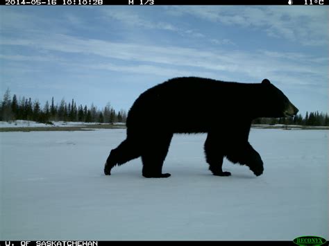 Camera traps document polar, grizzly and black bears in same Arctic ...