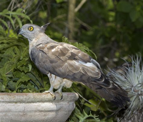 Best Photos of Australian Birds of Prey, Images of Raptors in Australia