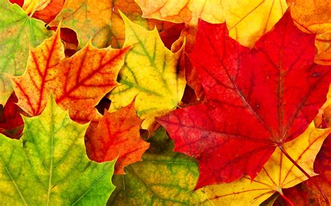 Colorful Leaves wallpaper | 1920x1200 | #70375