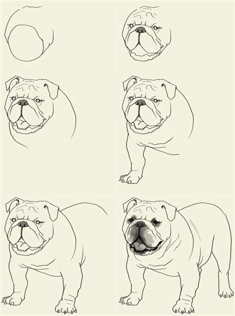 Easy Bulldog Drawing at GetDrawings | Free download